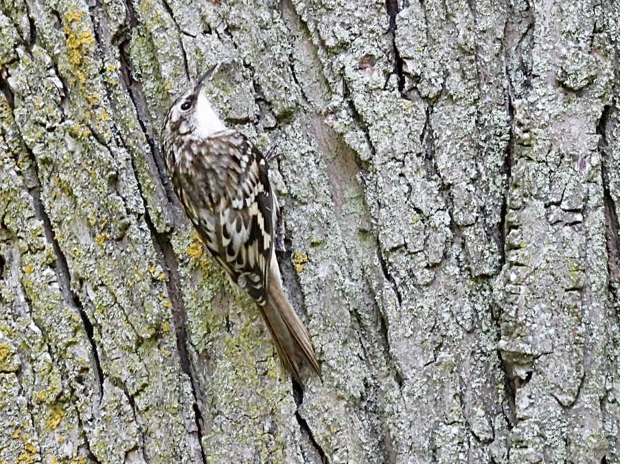 Brown Creeper - ML642037376