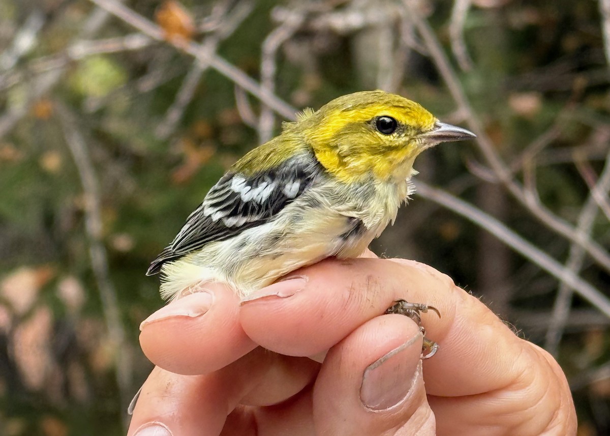 Black-throated Green Warbler - ML642037390