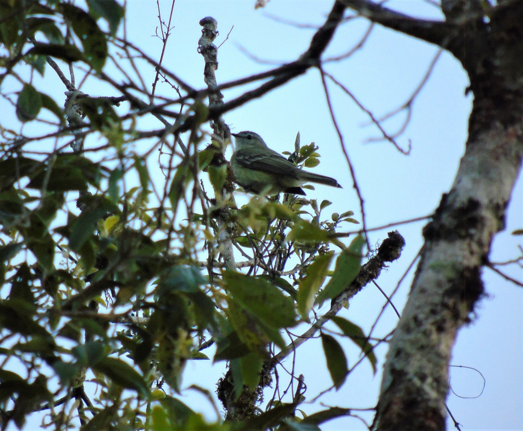 Planalto Tiranületi - ML642037407