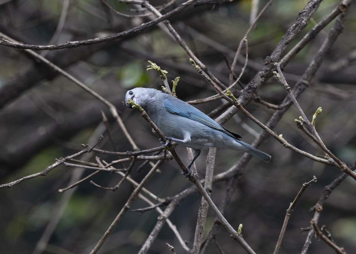 Sayaca Tanager - ML642037428