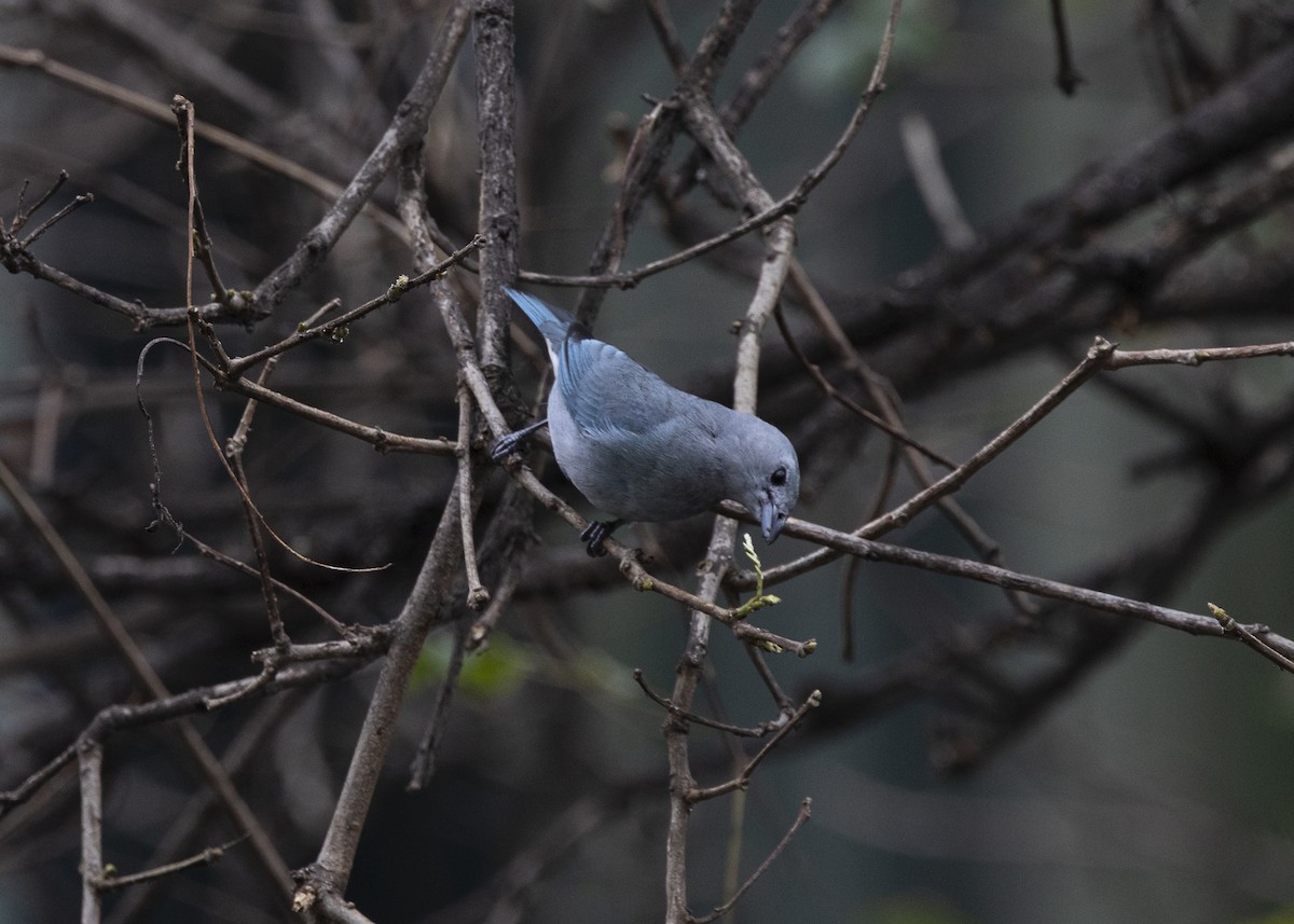 Sayaca Tanager - ML642037429