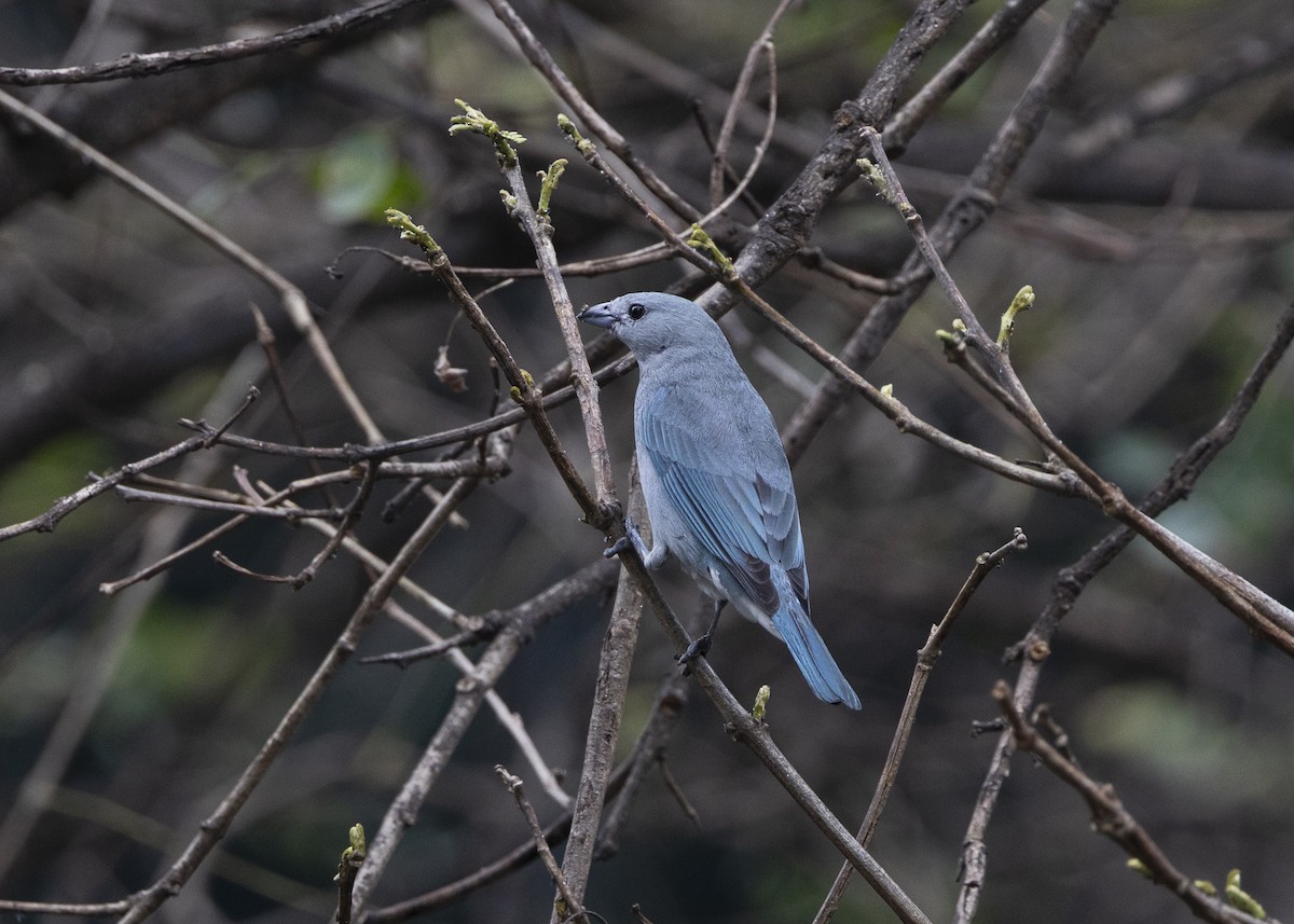 Sayaca Tanager - ML642037430