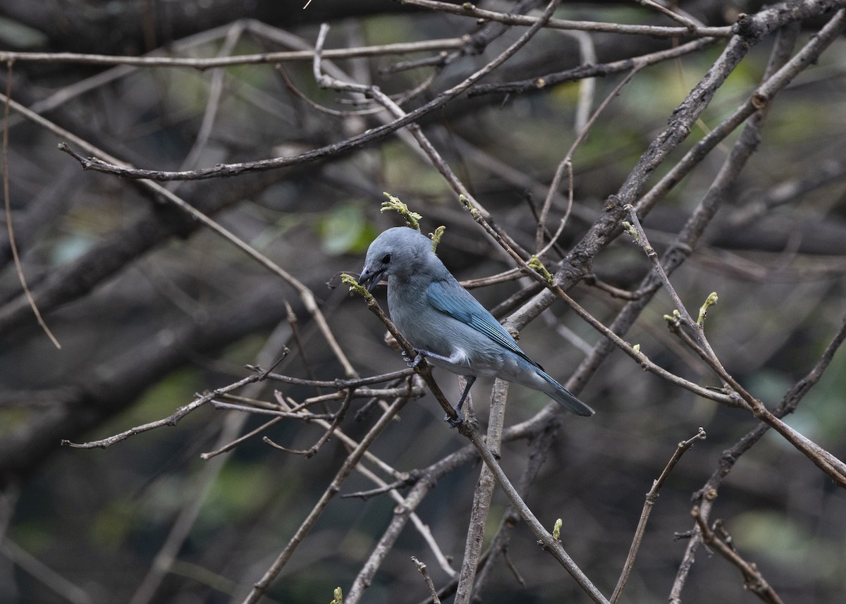 Sayaca Tanager - ML642037434