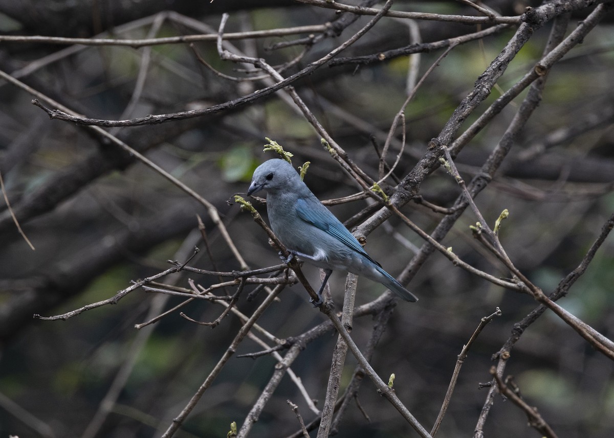 Sayaca Tanager - ML642037435