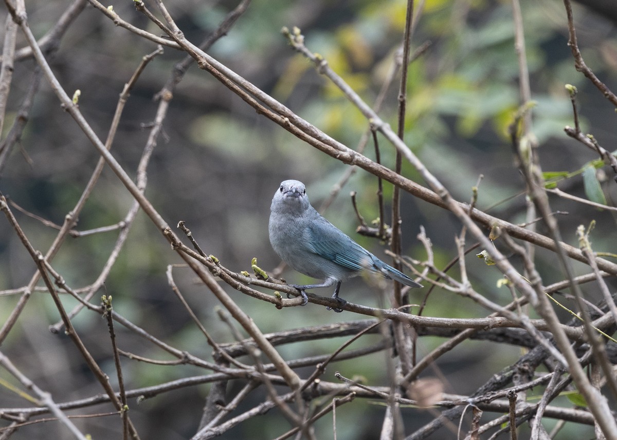 Sayaca Tanager - ML642037436