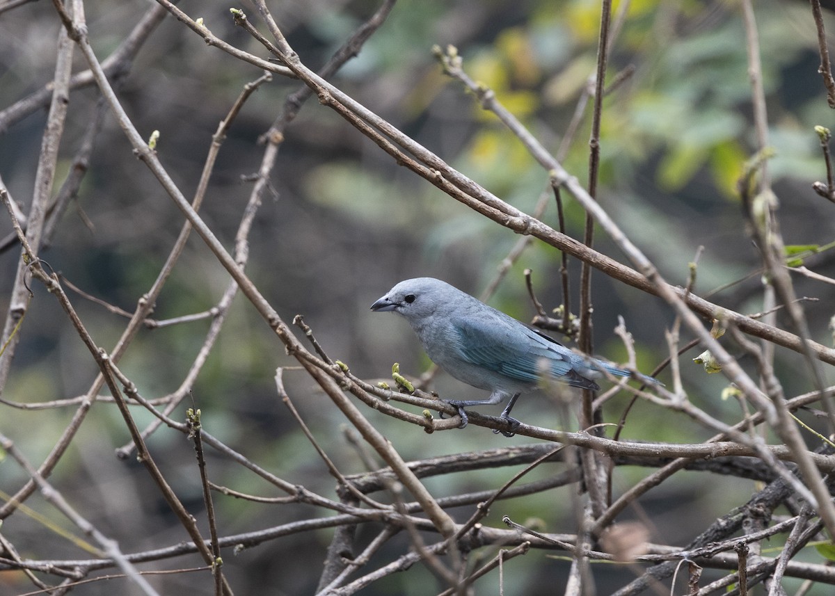 Sayaca Tanager - ML642037437