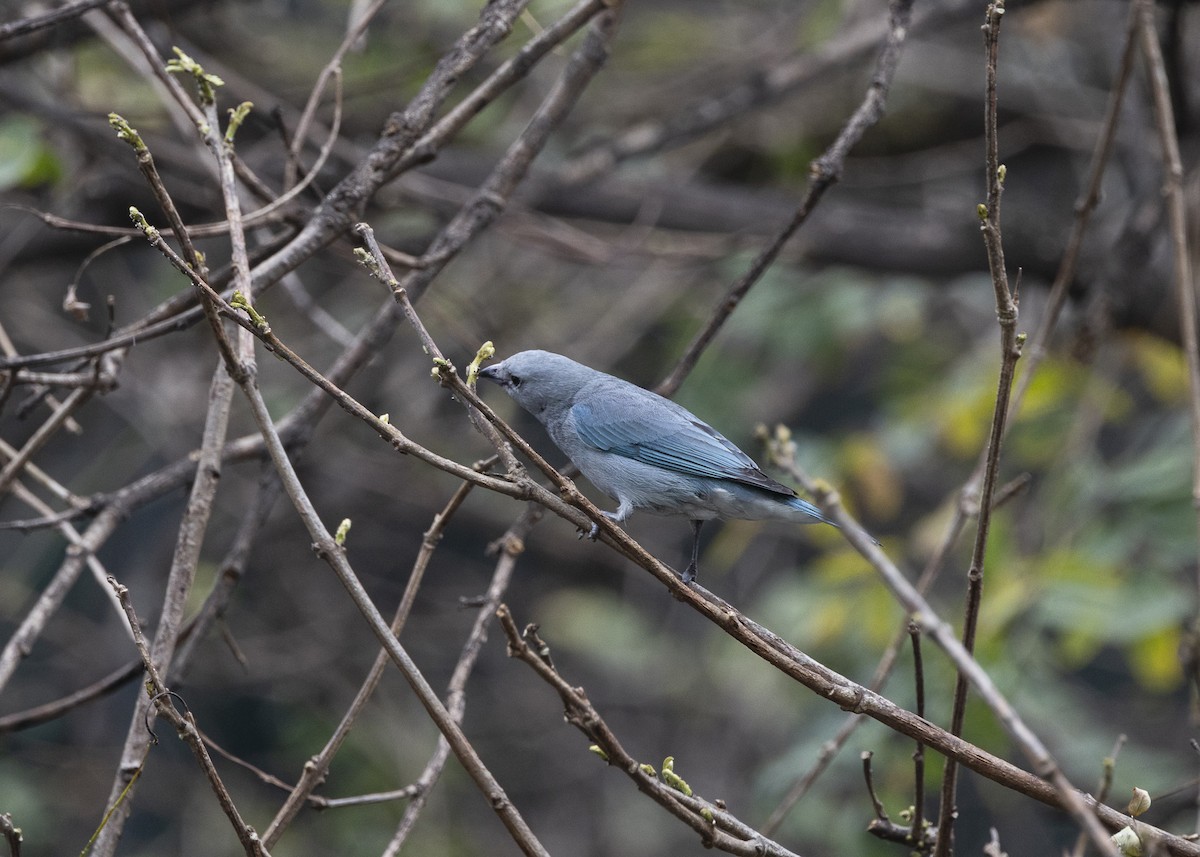 Sayaca Tanager - ML642037438