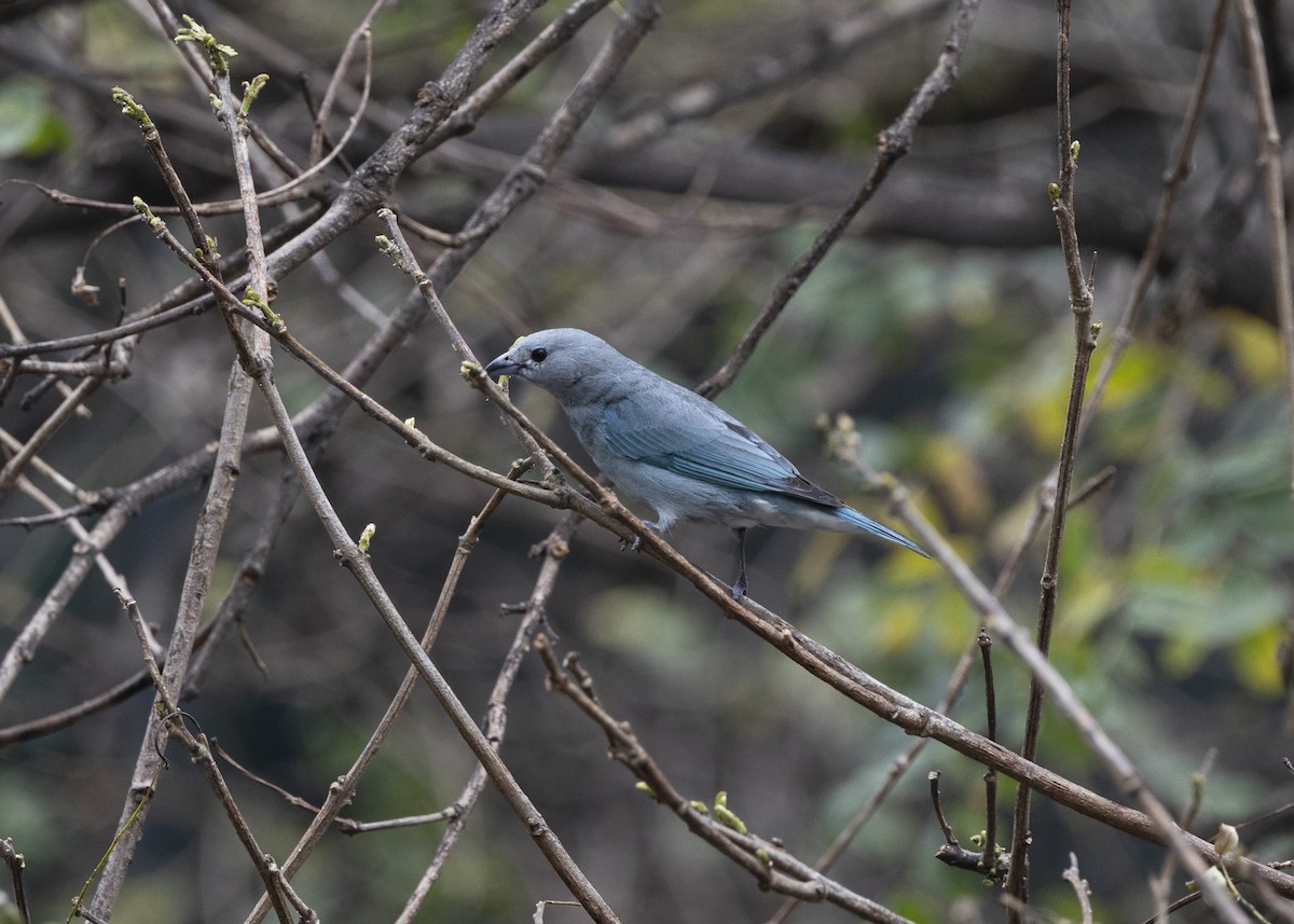 Sayaca Tanager - ML642037439