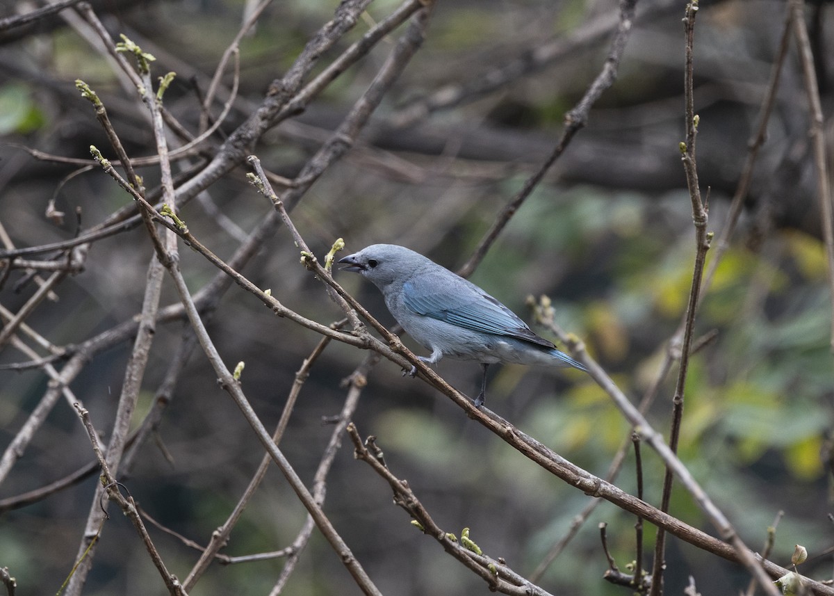 Sayaca Tanager - ML642037440