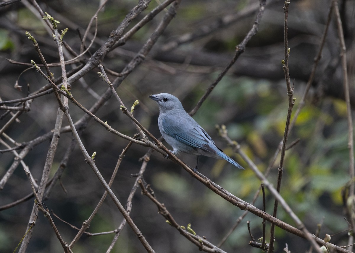 Sayaca Tanager - ML642037441