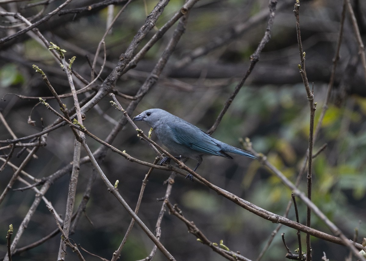 Sayaca Tanager - ML642037442