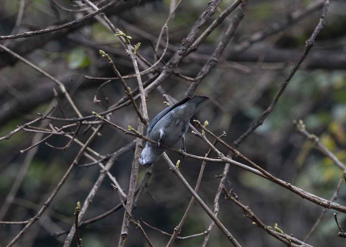 Sayaca Tanager - ML642037443