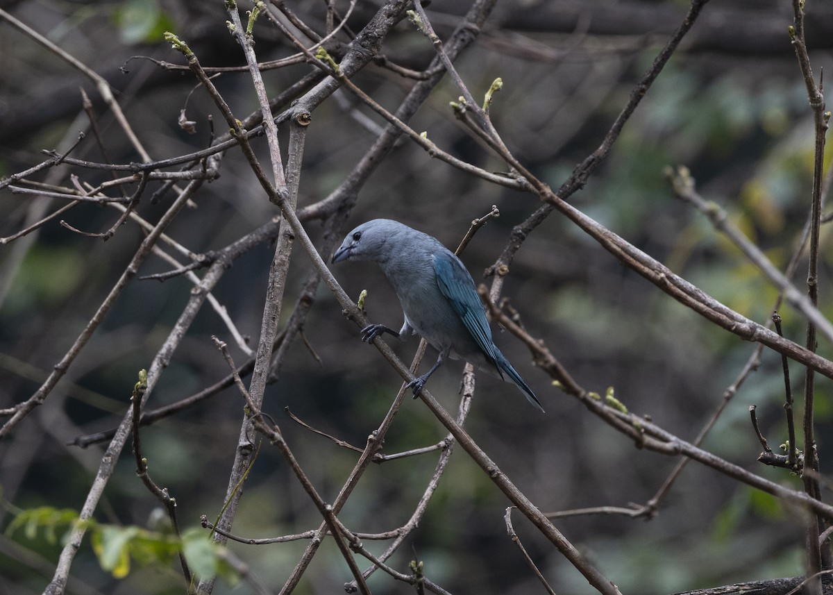 Sayaca Tanager - ML642037444