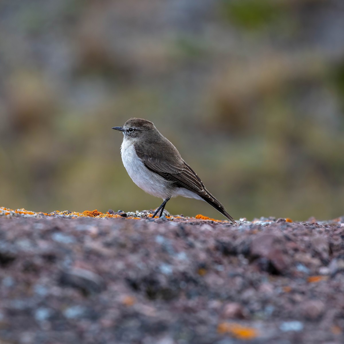 Plain-capped Ground-Tyrant - ML642037447