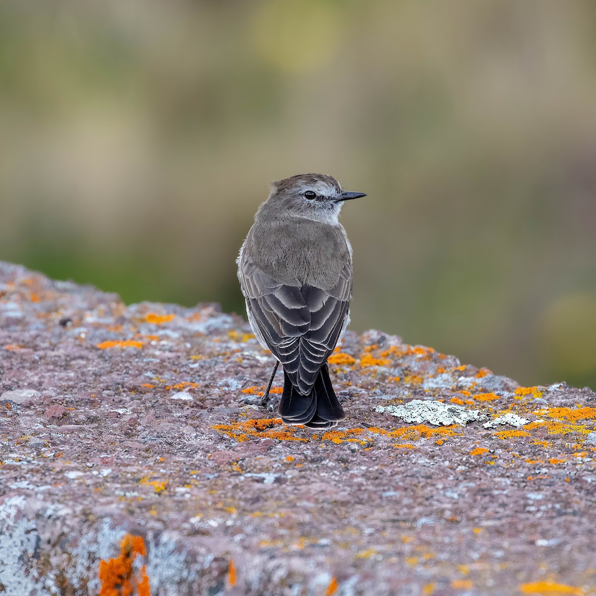 Plain-capped Ground-Tyrant - ML642037448