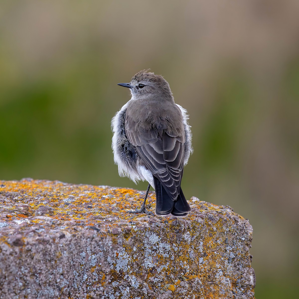 Plain-capped Ground-Tyrant - ML642037449