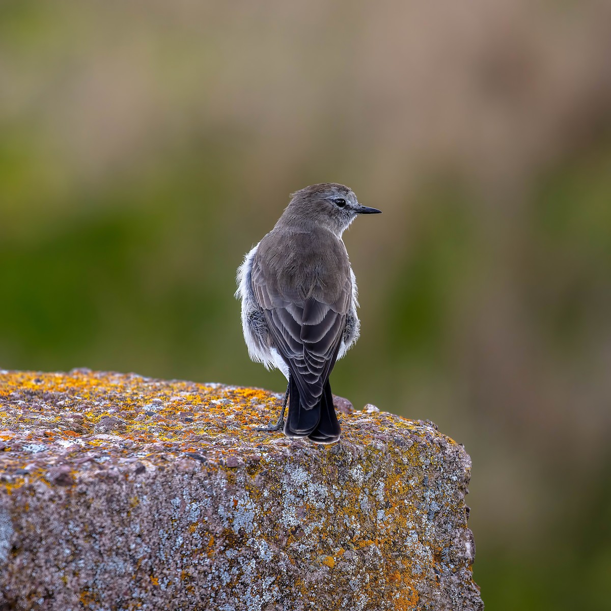 Plain-capped Ground-Tyrant - ML642037450