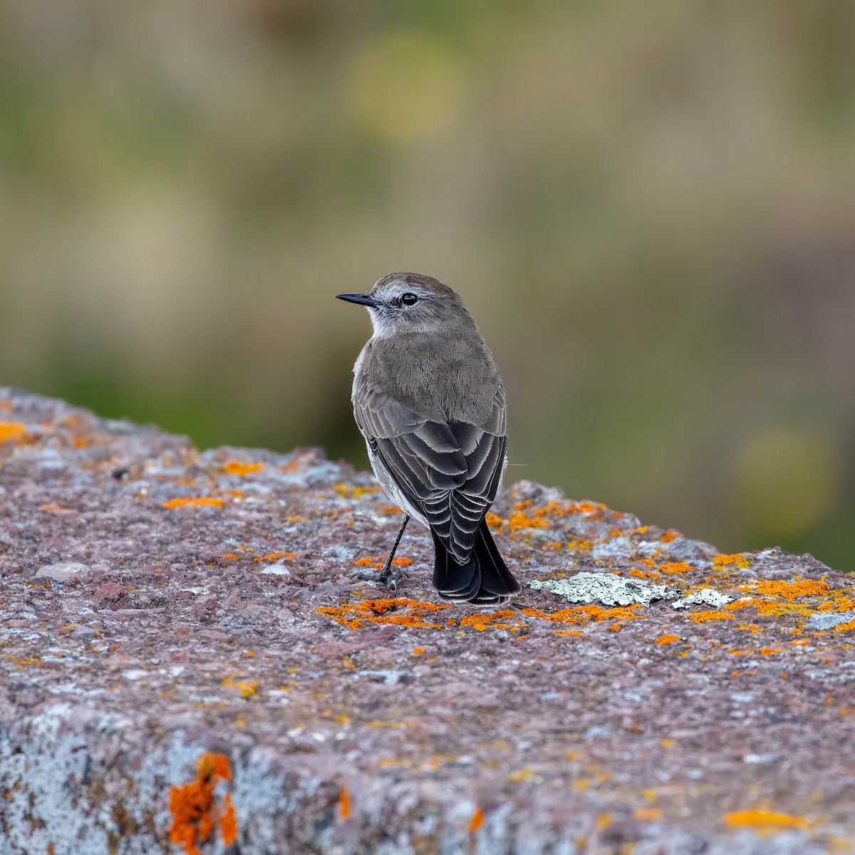 Plain-capped Ground-Tyrant - ML642037451