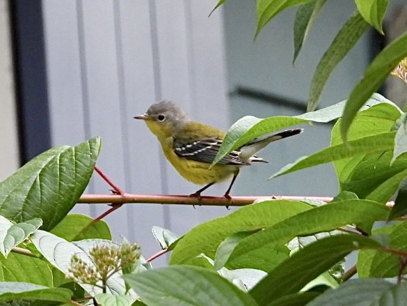 Magnolia Warbler - ML642037457