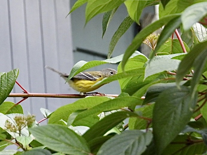 Magnolia Warbler - ML642037458