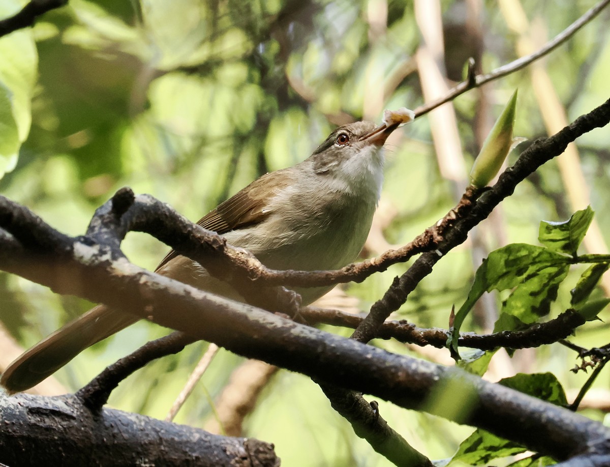 Terrestrial Brownbul - ML642037460