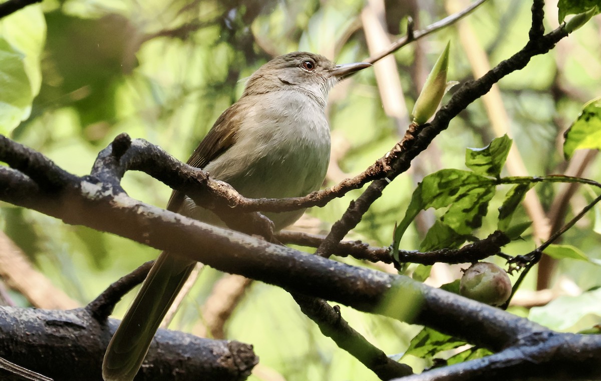 Terrestrial Brownbul - ML642037461