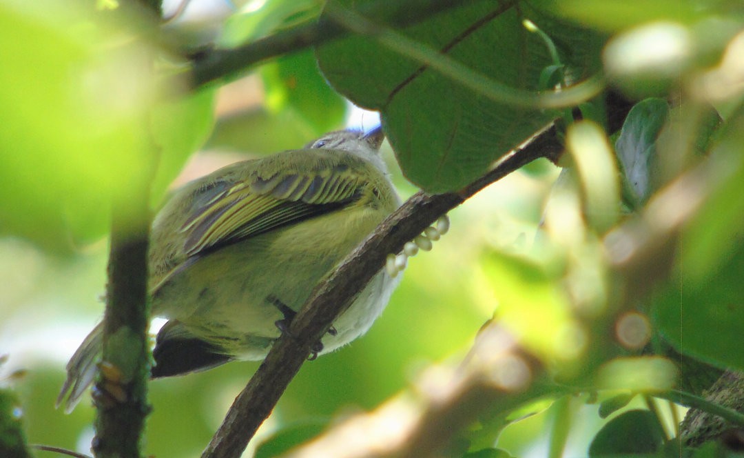 Planalto Tyrannulet - ML642037462