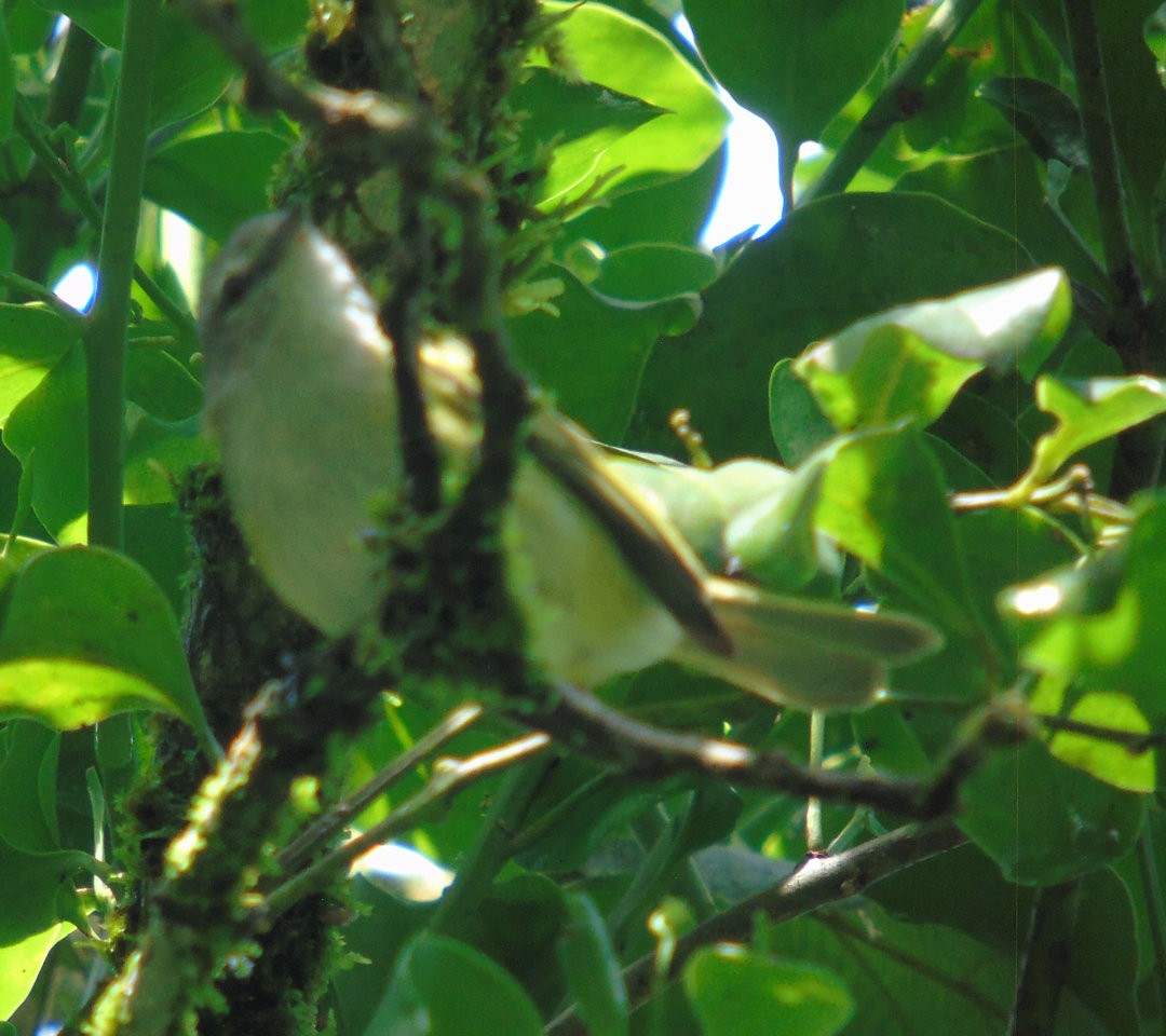 Planalto Tyrannulet - ML642037463