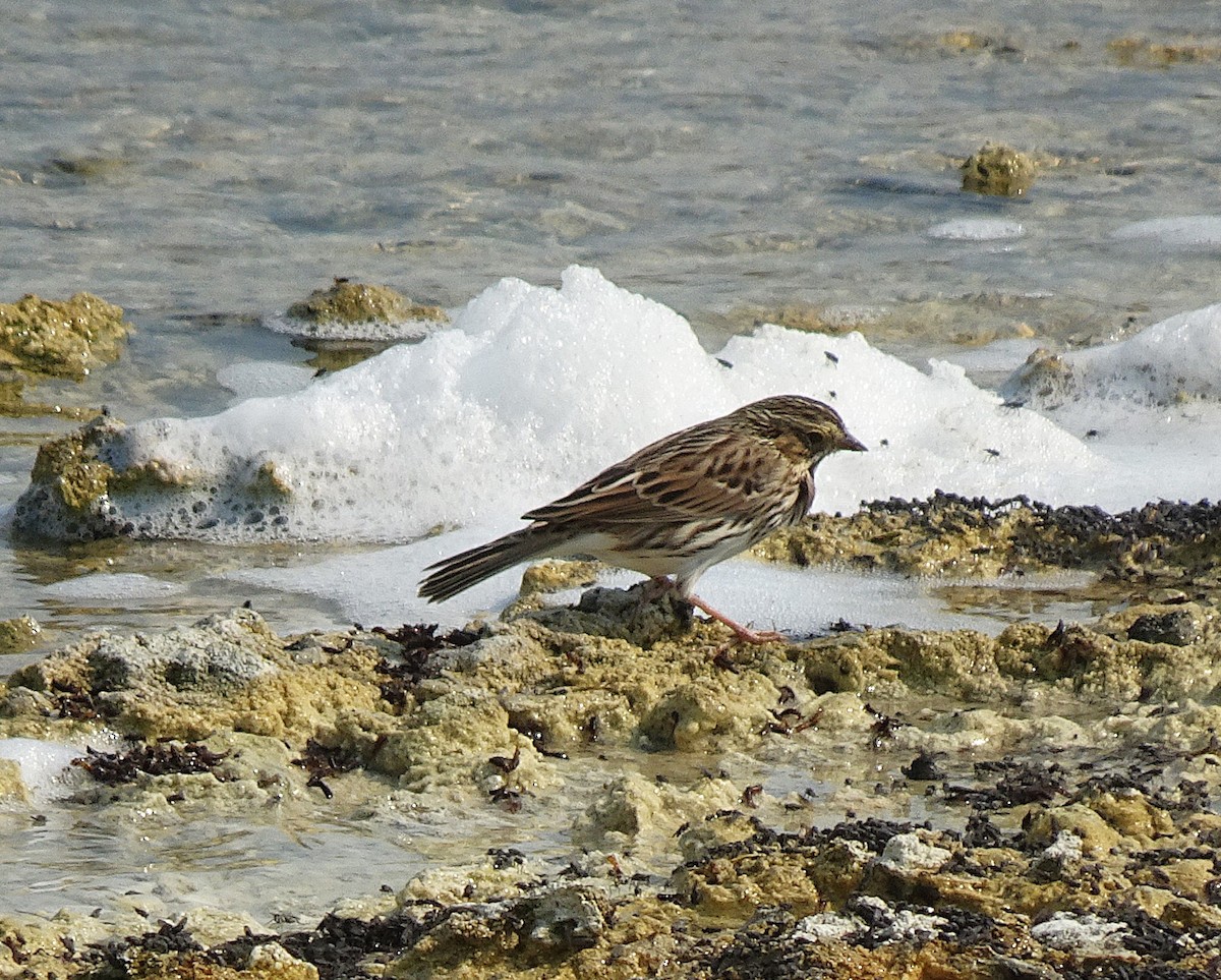 Savannah Sparrow - ML642037464