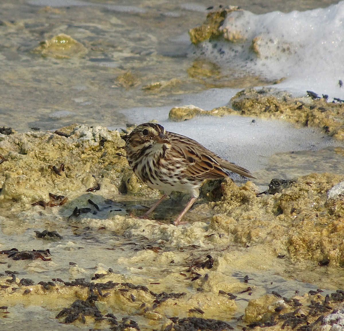 Savannah Sparrow - ML642037465