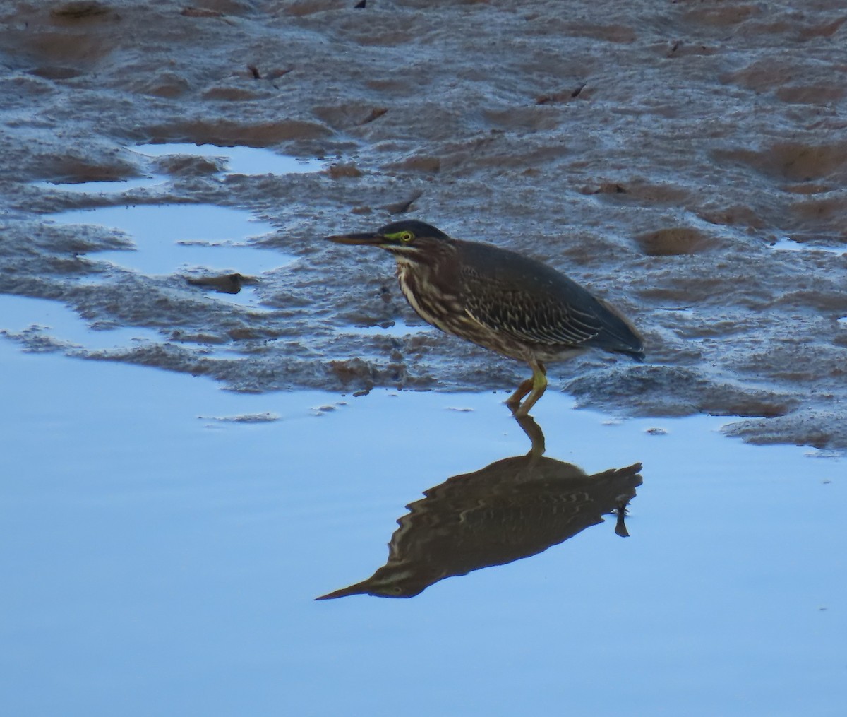 Green Heron - ML642037466