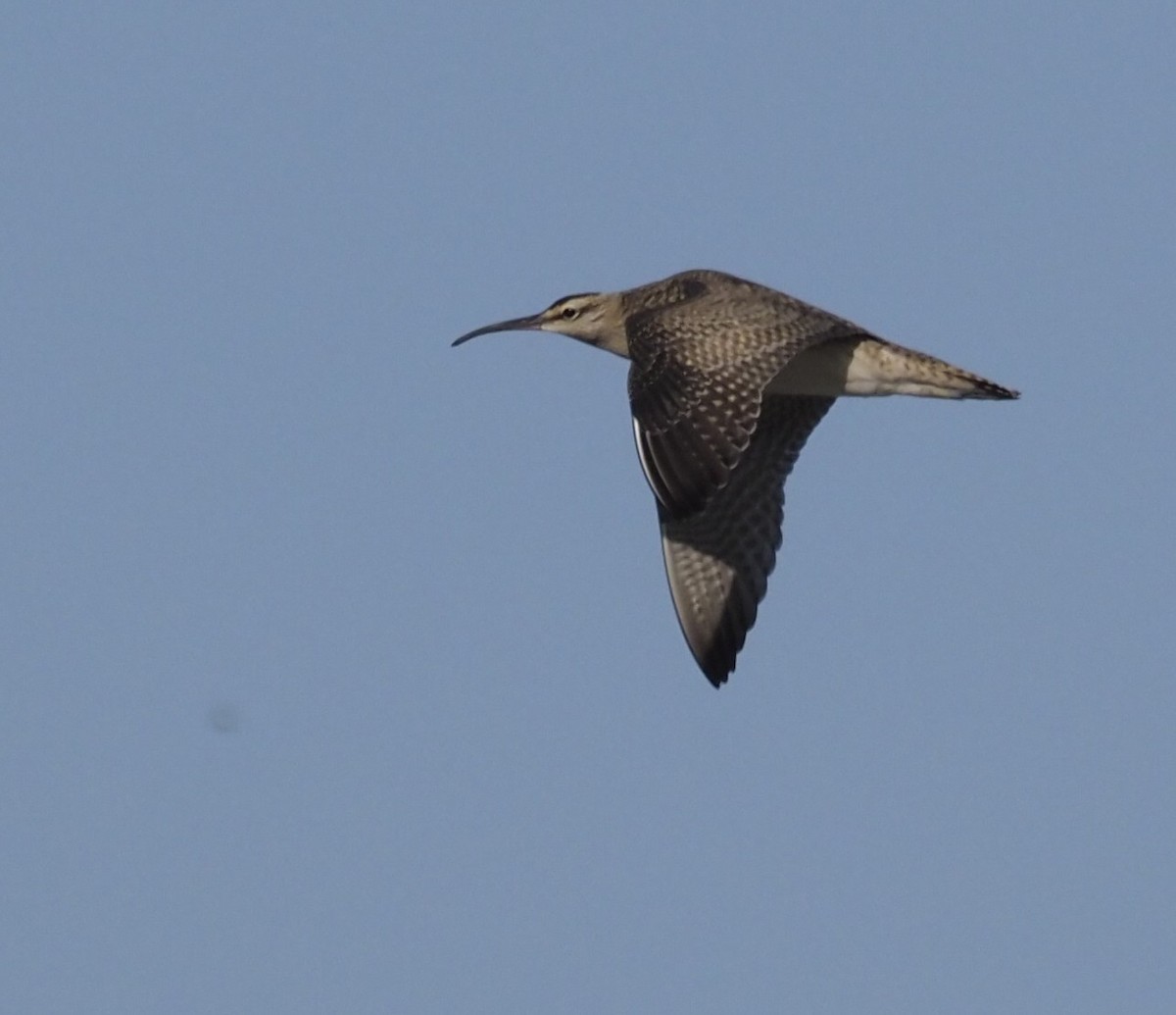 Whimbrel (Hudsonian) - ML642037467