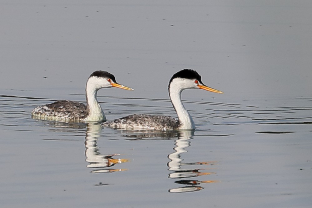Clark's Grebe - ML642037468