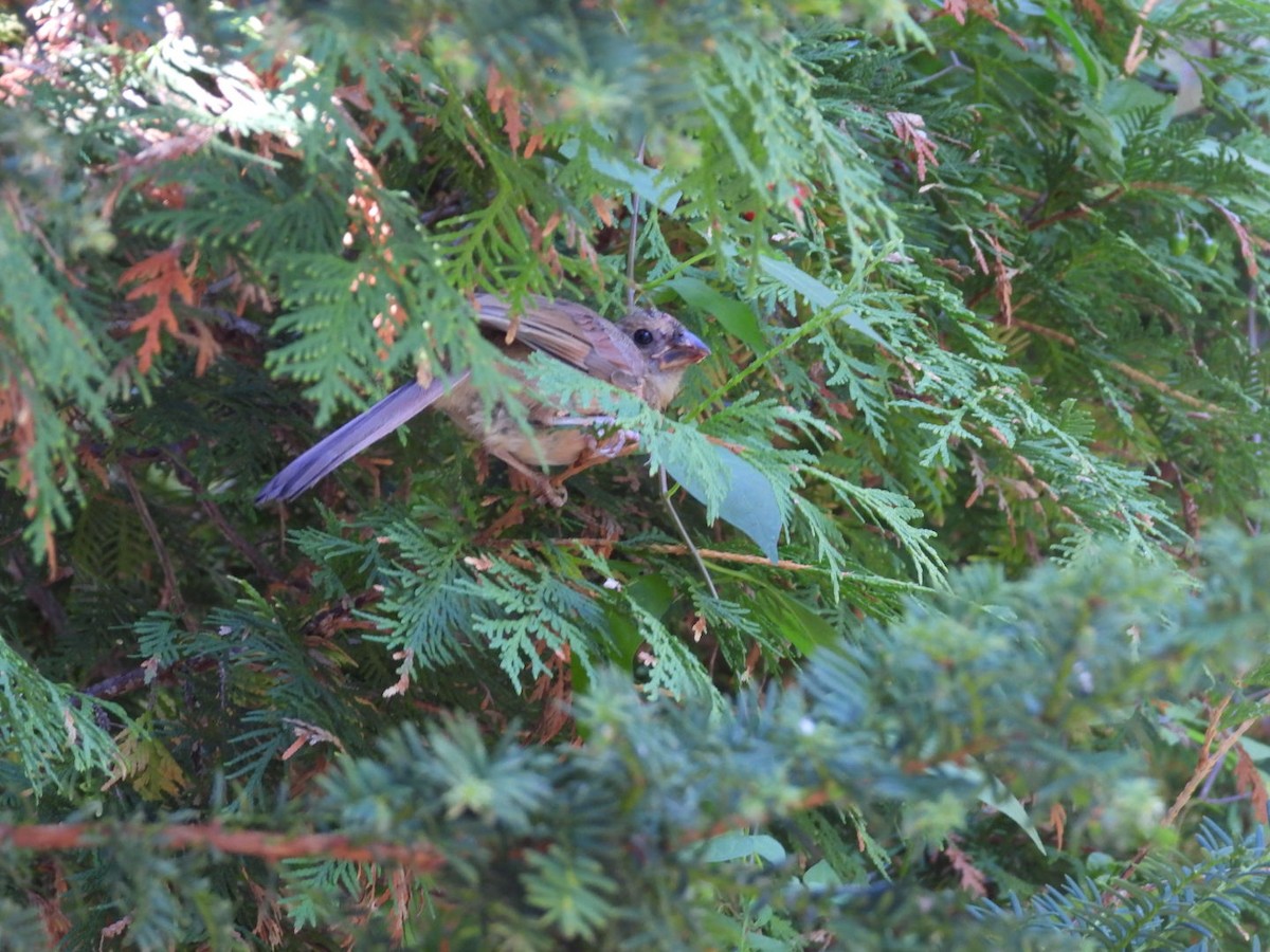 Northern Cardinal - ML642037469