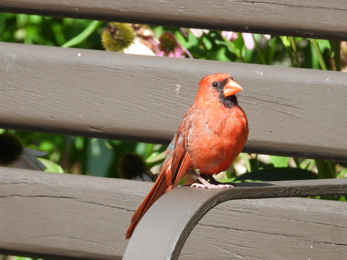 Northern Cardinal - ML642037470