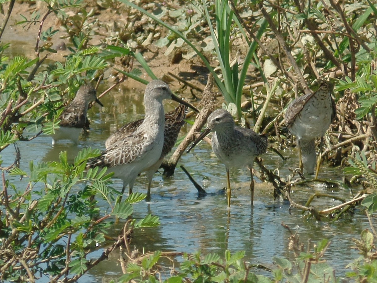 Stilt Sandpiper - ML642037471