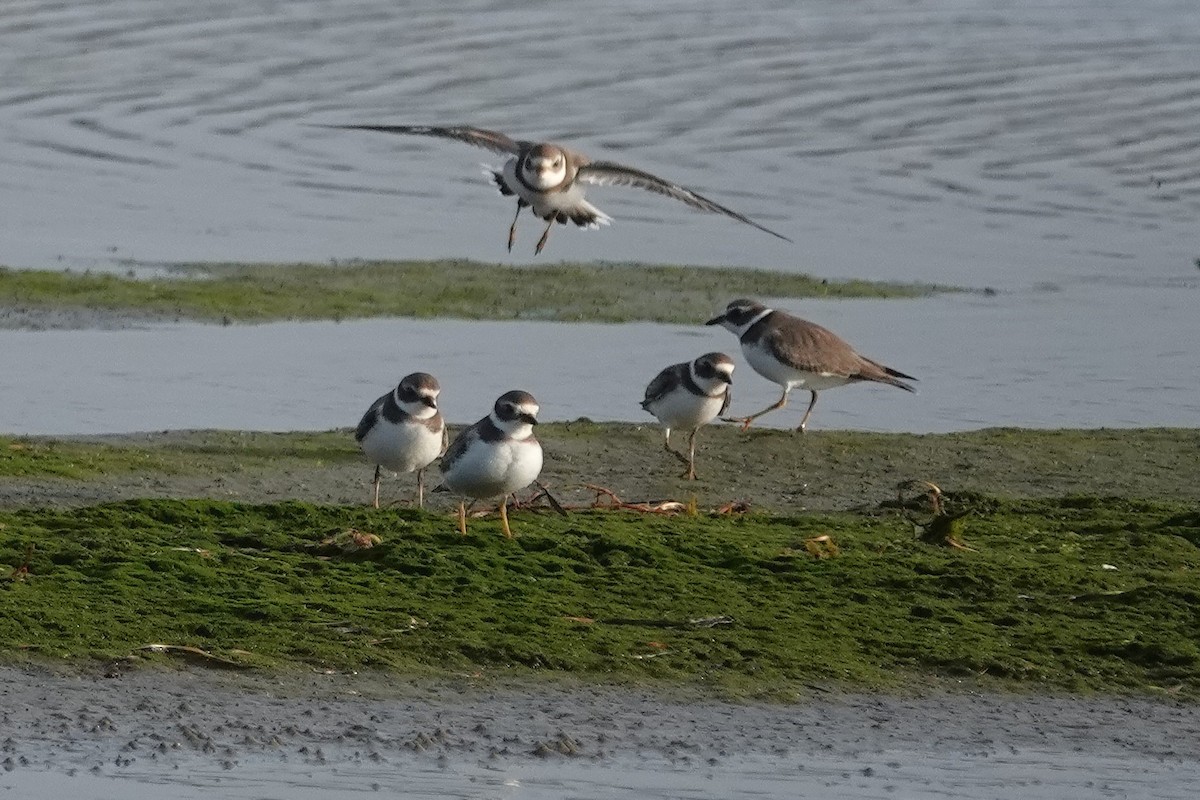 Semipalmated Plover - ML642037472