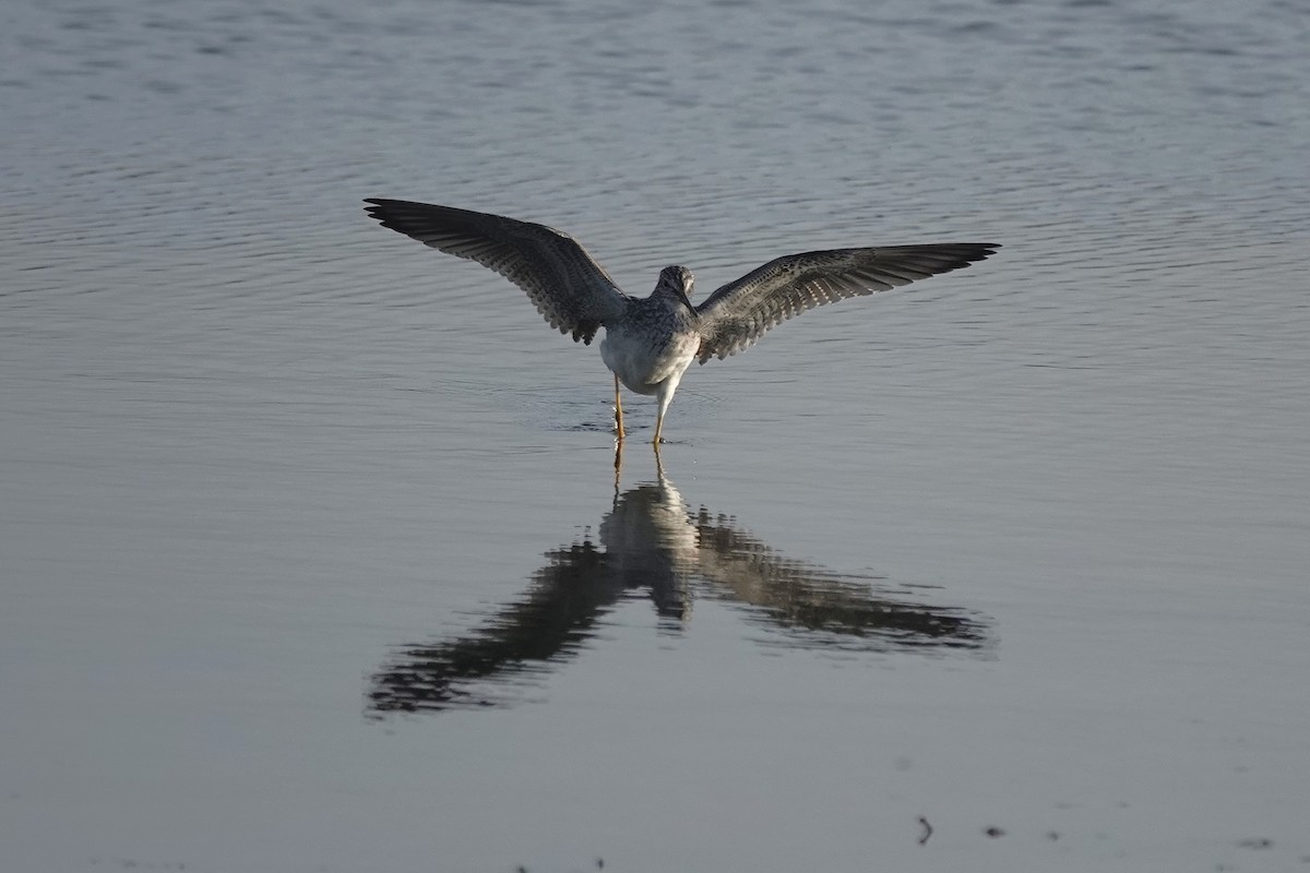 Greater Yellowlegs - ML642037474