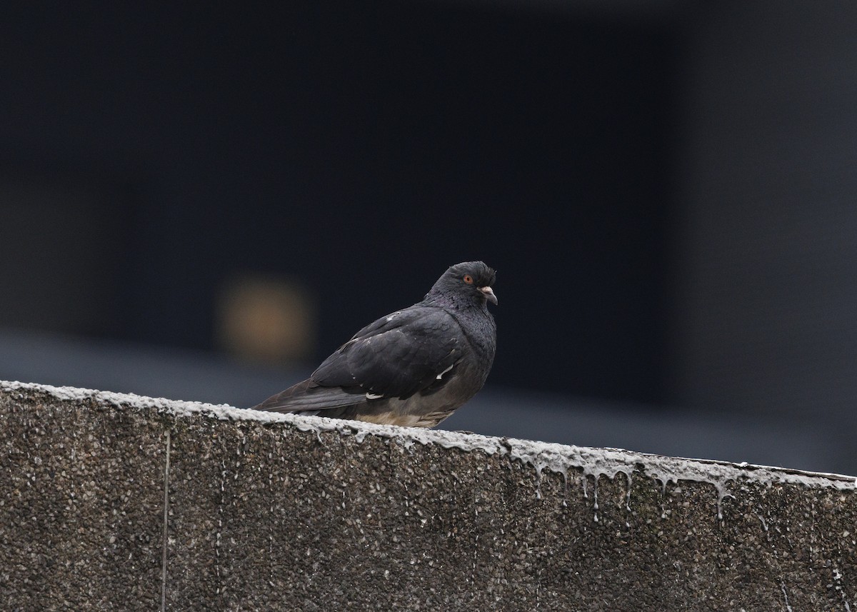 Rock Pigeon (Feral Pigeon) - ML642037476
