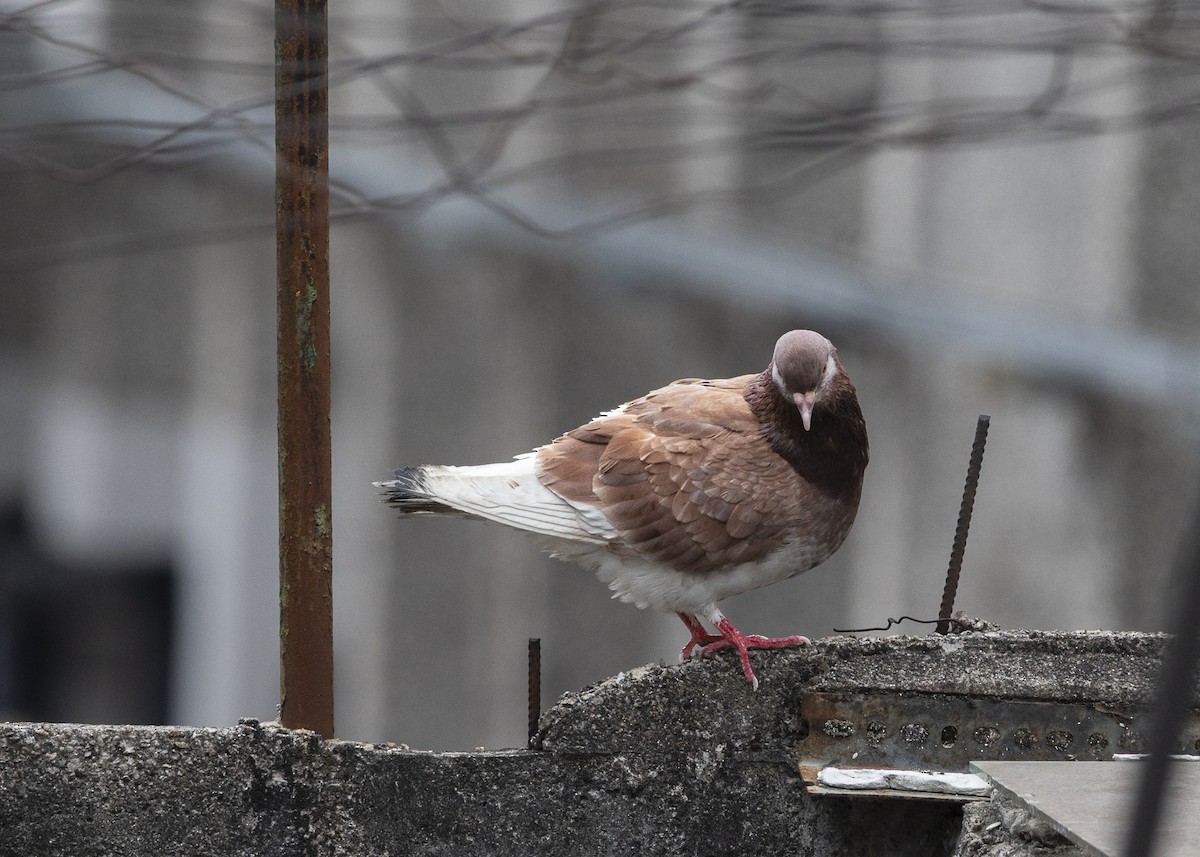 Rock Pigeon (Feral Pigeon) - ML642037477