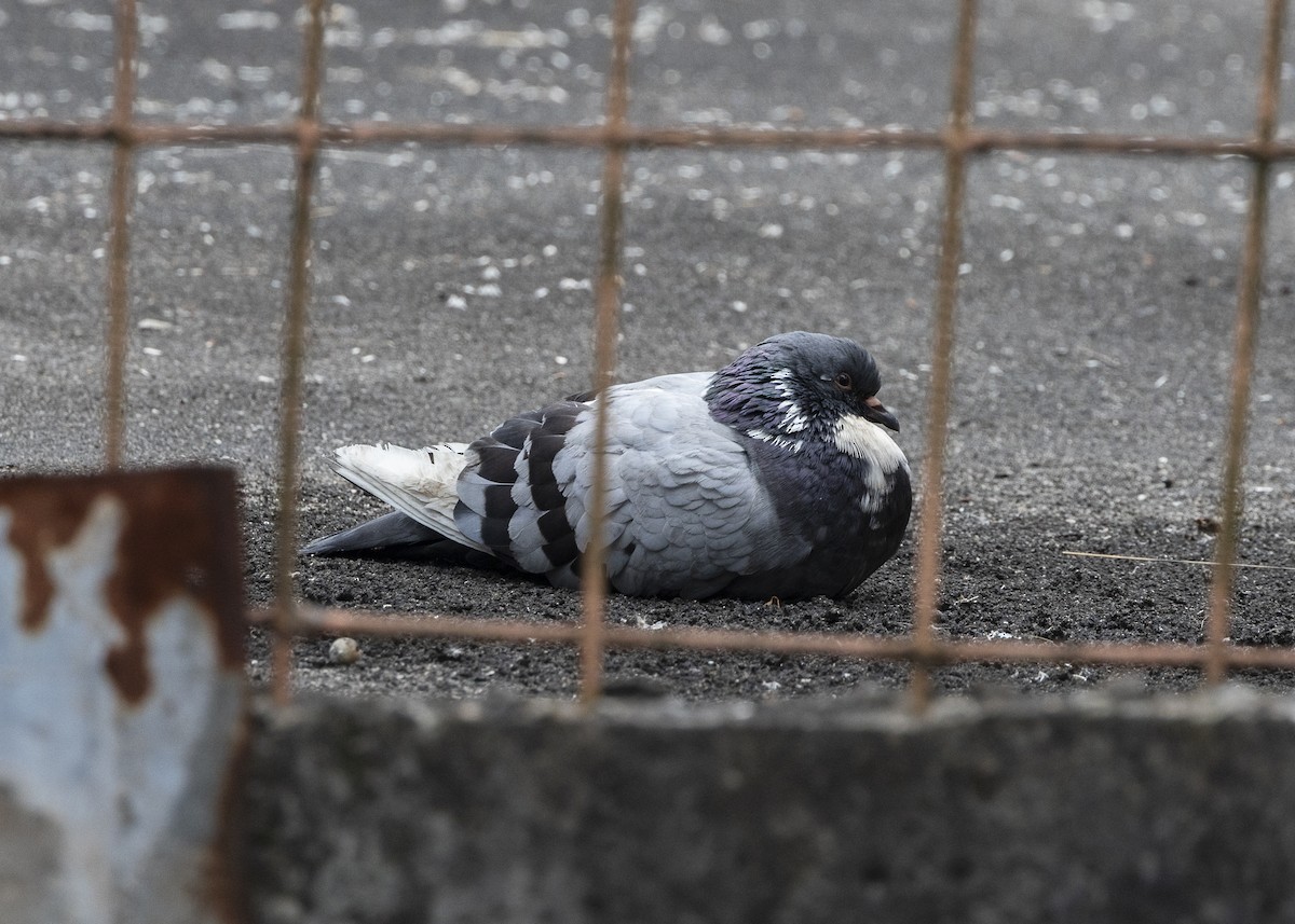 Rock Pigeon (Feral Pigeon) - ML642037478