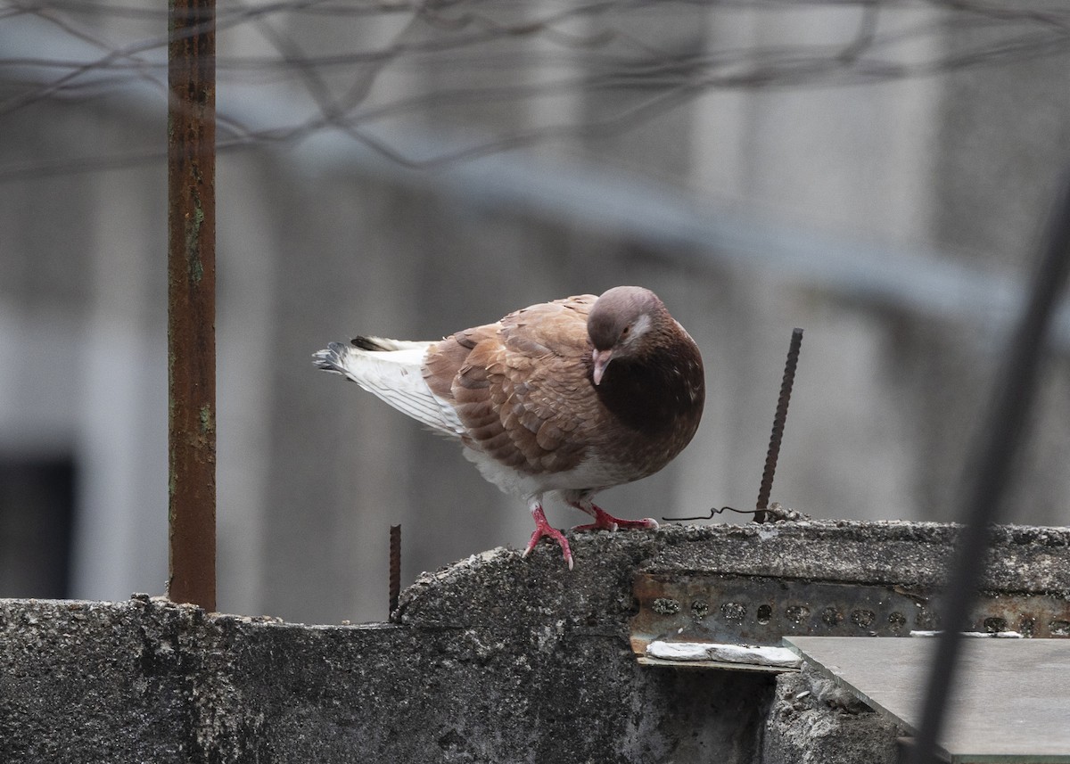 Rock Pigeon (Feral Pigeon) - ML642037480