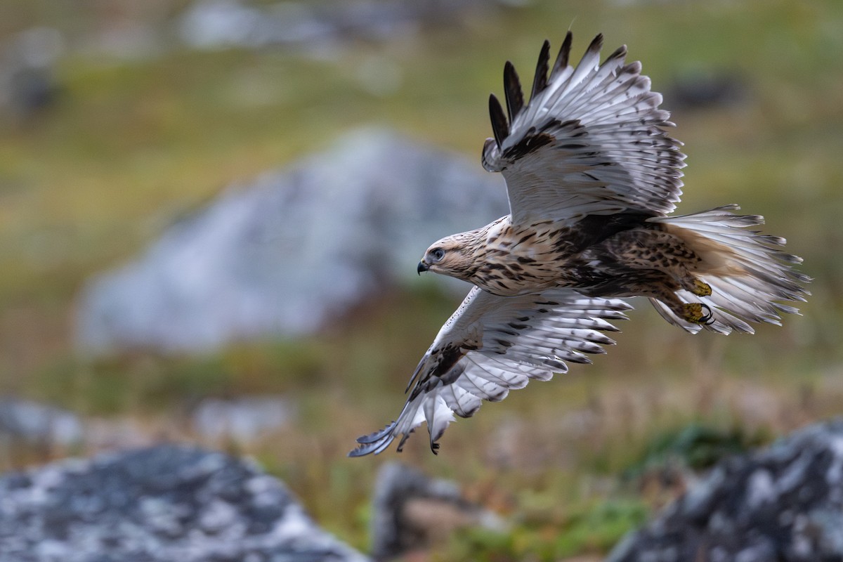 Rough-legged Hawk - ML642037483