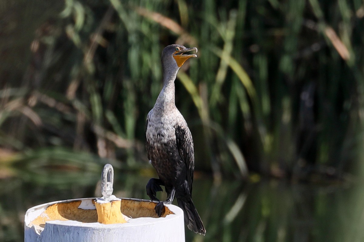 Double-crested Cormorant - ML642037484