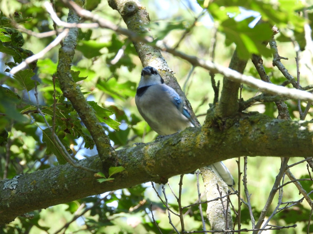 Blue Jay - ML642037486