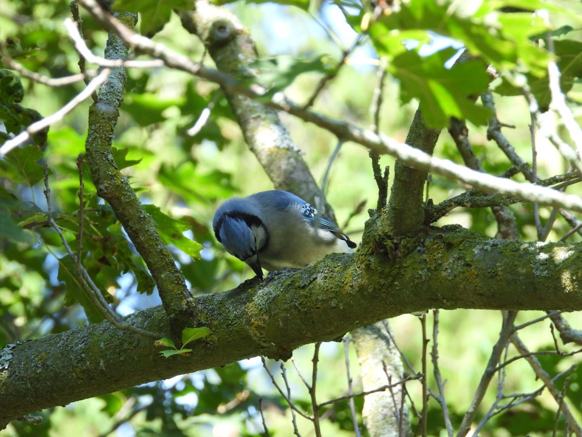Blue Jay - ML642037487