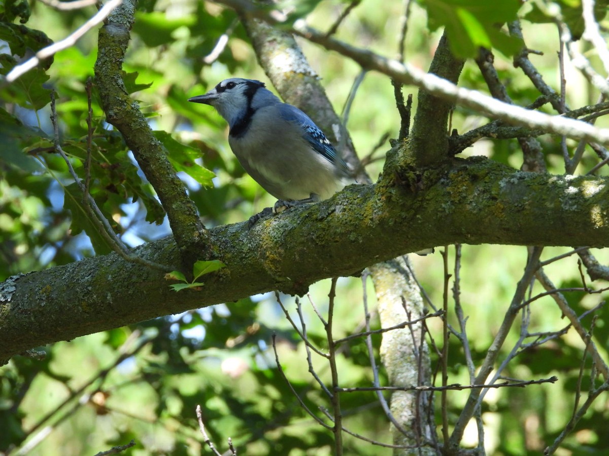 Blue Jay - ML642037488