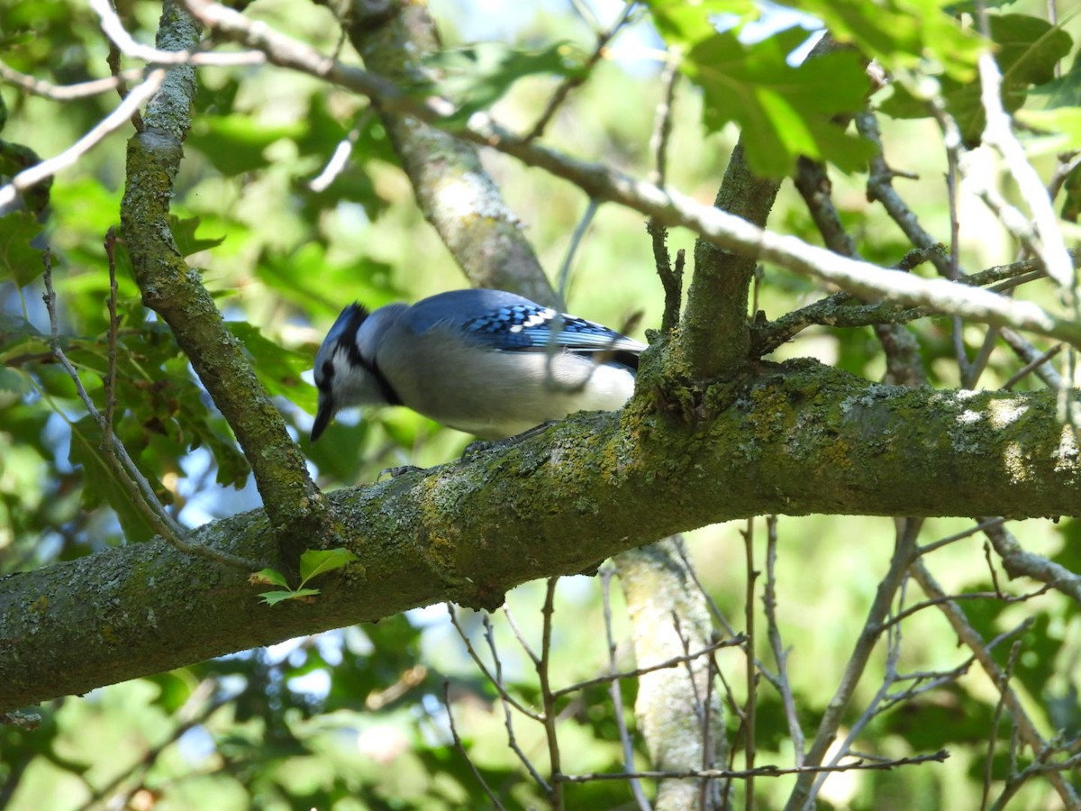 Blue Jay - ML642037489