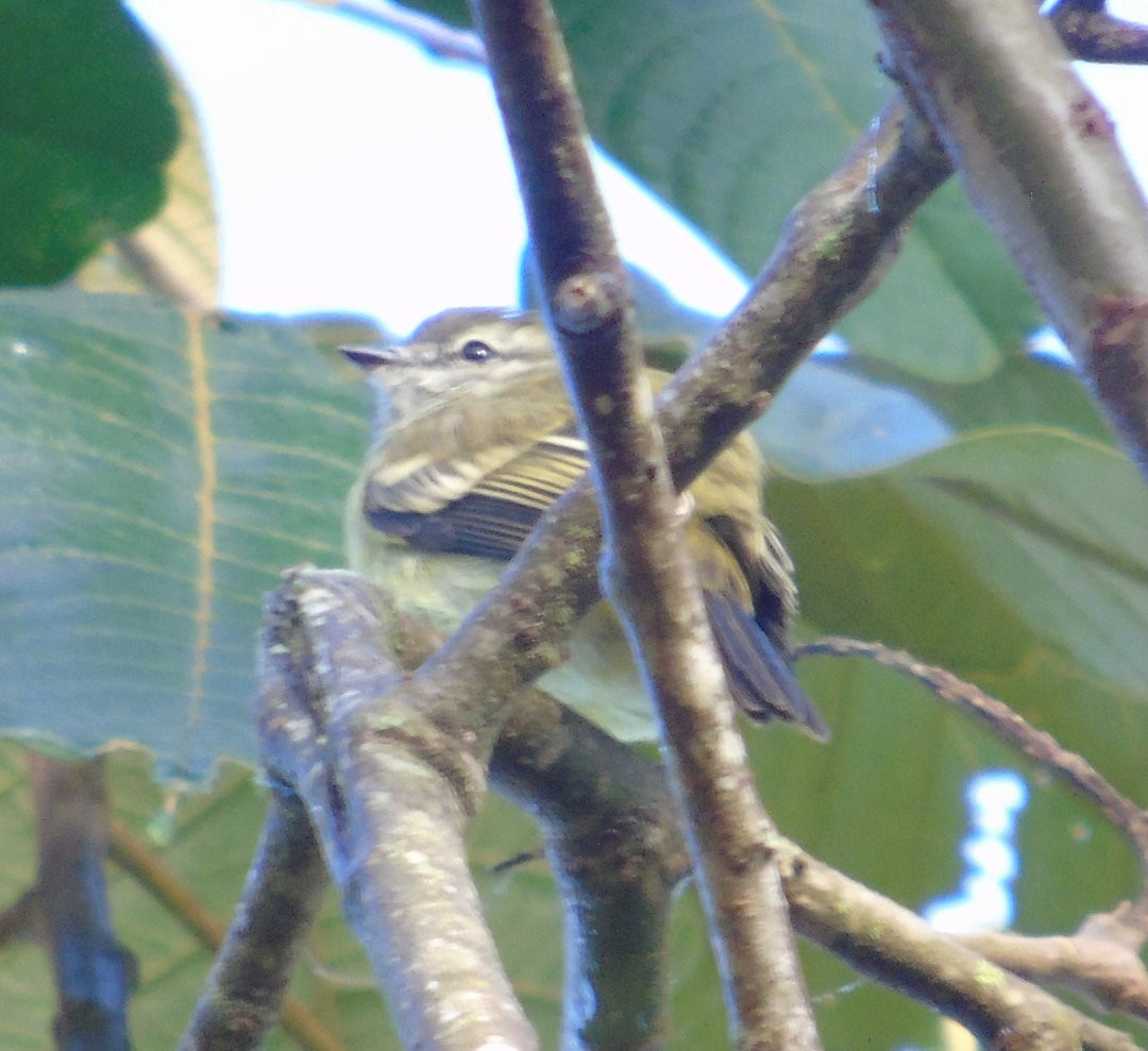 Planalto Tyrannulet - ML642037500