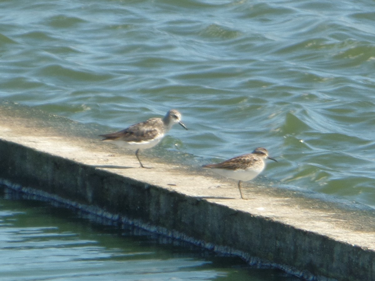 Least Sandpiper - ML642037502